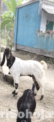 ছাগল